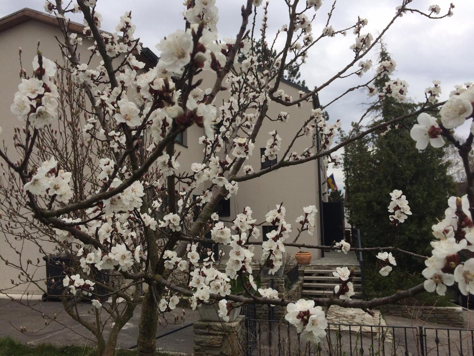 梅尔克玛丽兰霍夫住宿加早餐旅馆住宿加早餐旅馆 外观 照片